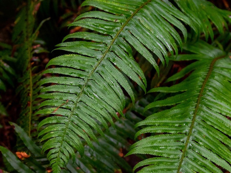 Roof construction and renovation project